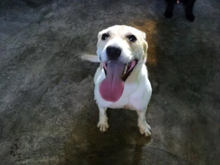 Cachorro ra a SRD idade 1 ano nome Nutela