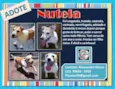 Nutela