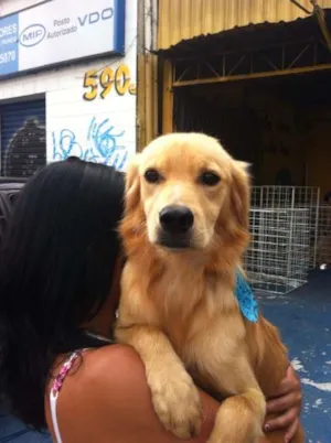 Cachorro raça SRD idade 1 ano nome RAVENA, VICTOR E SAPO