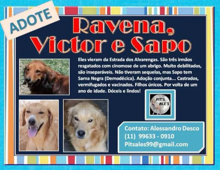 Cachorro raça SRD idade 1 ano nome RAVENA, VICTOR E SAPO