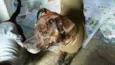 PEPITO