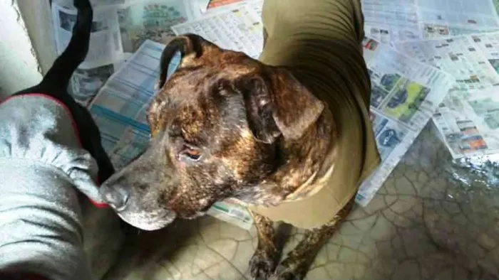 Cachorro raça Pit-Bull idade  nome PEPITO