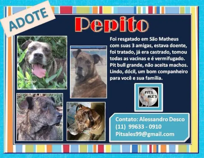 Cachorro raça Pit-Bull idade  nome PEPITO