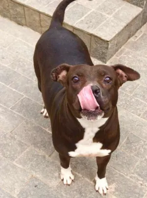 Cachorro raça staffordshire bull terrier idade  nome Rubi