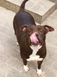 Rubi