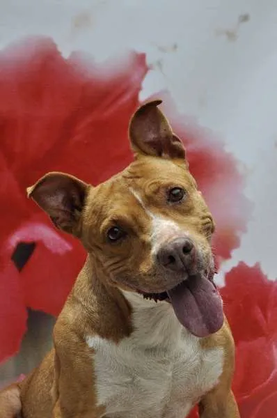 Cachorro ra a Pit-Bull idade  nome AMORA