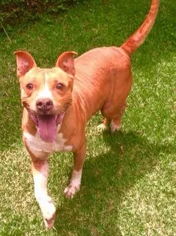 Cachorro ra a Pit-Bull idade  nome AMORA