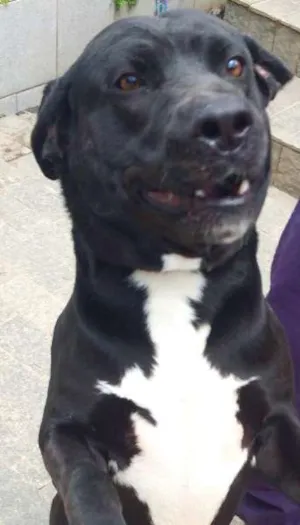 Cachorro raça SRD idade  nome CORINGA