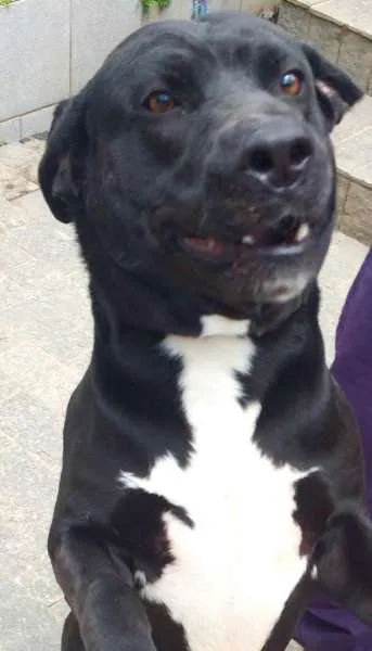 Cachorro ra a SRD idade  nome CORINGA