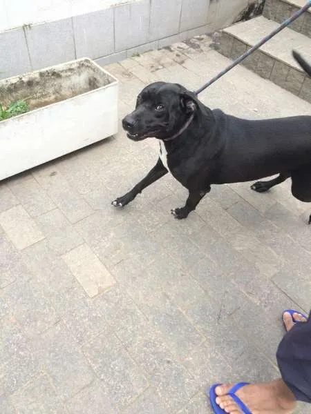 Cachorro ra a SRD idade  nome CORINGA