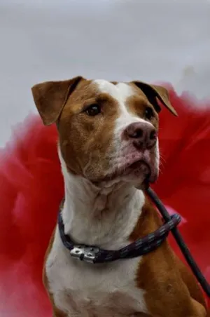 Cachorro raça Pit-Bull idade  nome BEBÊ