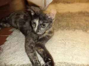 Gato raça SRD idade 2 anos nome Brigitte