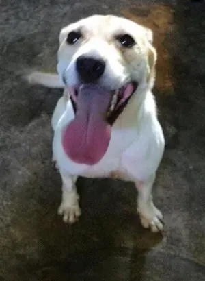 Cachorro raça SRD idade 1 ano nome Nutela