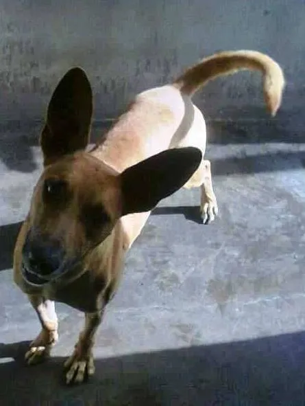 Cachorro ra a SRD idade 3 anos nome CANGURU