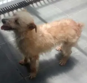 Cachorro raça SRD idade  nome Não sei