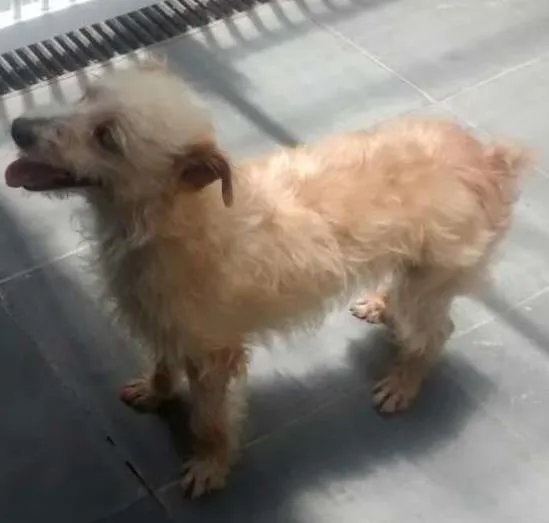Cachorro ra a SRD idade  nome Não sei