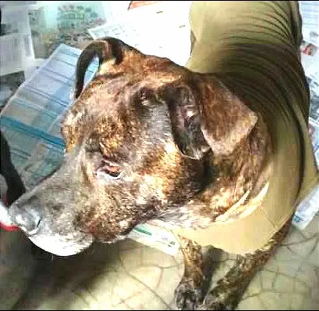 Cachorro raça Pit-Bull idade  nome PEPITO
