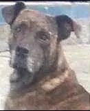 Cachorro raça Pit-Bull idade  nome PEPITO