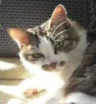 Gato raça SRD idade 3 anos nome Lillith