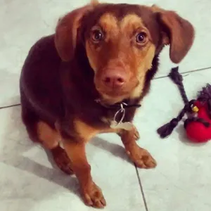 Cachorro raça SRD idade 1 ano nome Layla