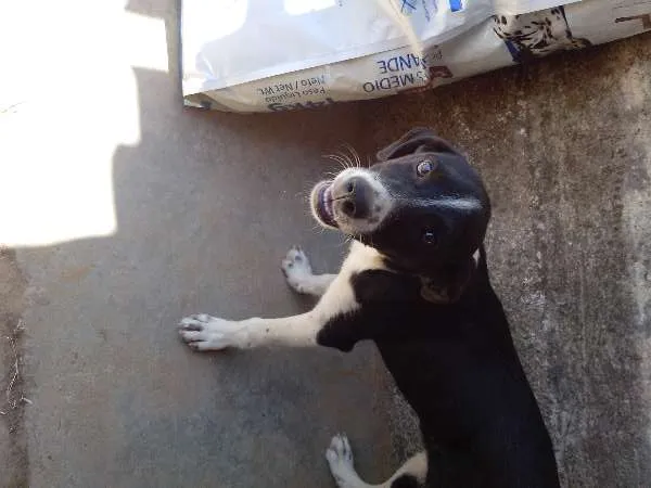 Cachorro ra a Vira-lata idade 7 a 11 meses nome Totó