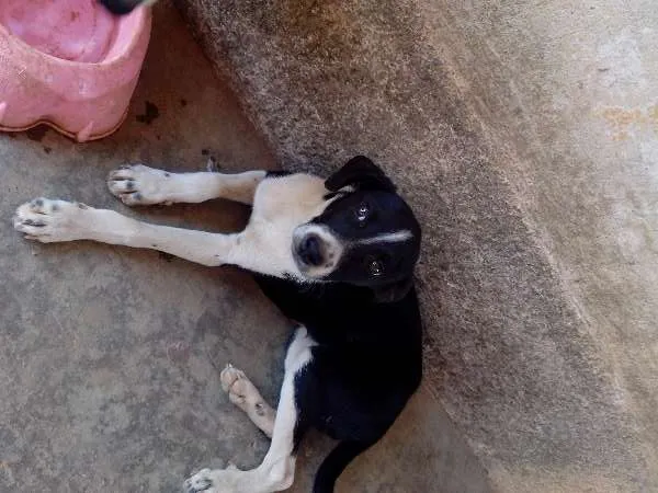 Cachorro ra a Vira-lata idade 7 a 11 meses nome Totó