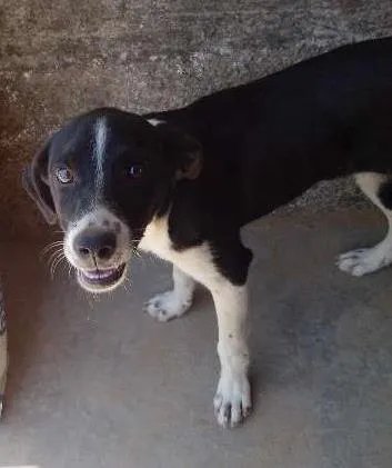 Cachorro ra a Vira-lata idade 7 a 11 meses nome Totó