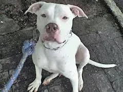 Cachorro ra a Pit-Bull idade 2 a 6 meses nome KIRON