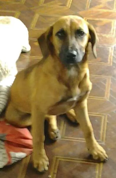 Cachorro ra a  idade 7 a 11 meses nome mel