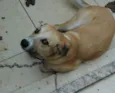 bolota