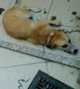 bolota