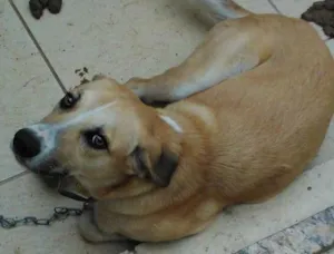 Cachorro raça indefinida idade 2 a 6 meses nome bolota