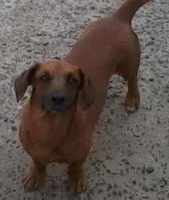 Cachorro ra a Basset-Cofap idade 3 anos nome Basset-Salsichinha