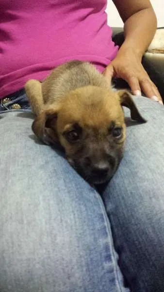Cachorro ra a  idade Abaixo de 2 meses nome Bebê