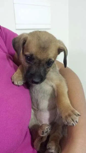 Cachorro ra a  idade Abaixo de 2 meses nome Bebê