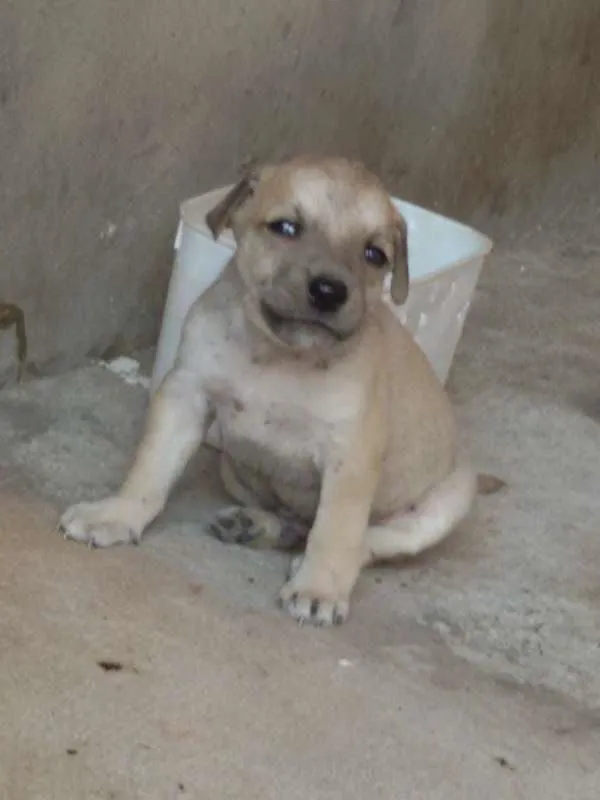 Cachorro raça Pastor Alemão idade Abaixo de 2 meses nome BOB