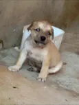 BOB