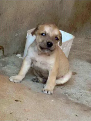 Cachorro raça Pastor Alemão idade Abaixo de 2 meses nome BOB