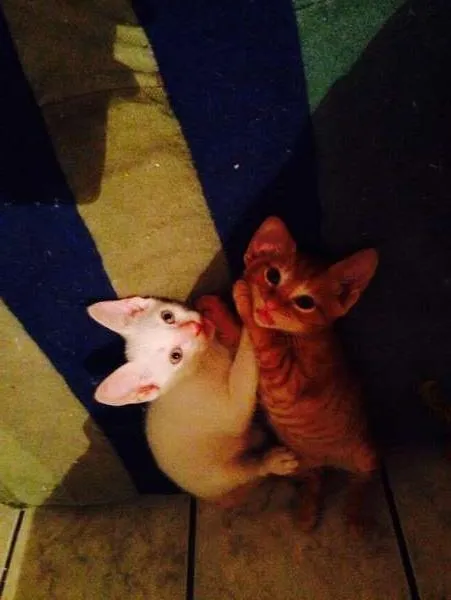Gato ra a sem raça definida idade 2 a 6 meses nome sem nomes