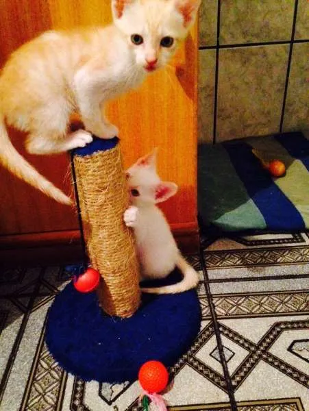 Gato ra a sem raça definida idade 2 a 6 meses nome sem nomes
