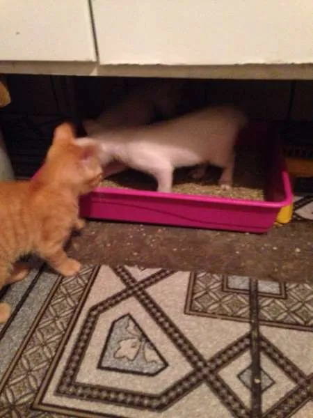 Gato ra a sem raça definida idade 2 a 6 meses nome sem nomes