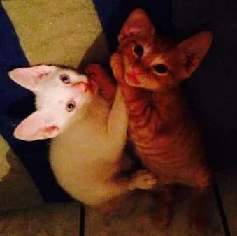 Gato ra a sem raça definida idade 2 a 6 meses nome sem nomes