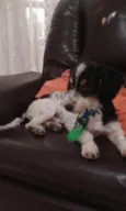 Lindo machinho