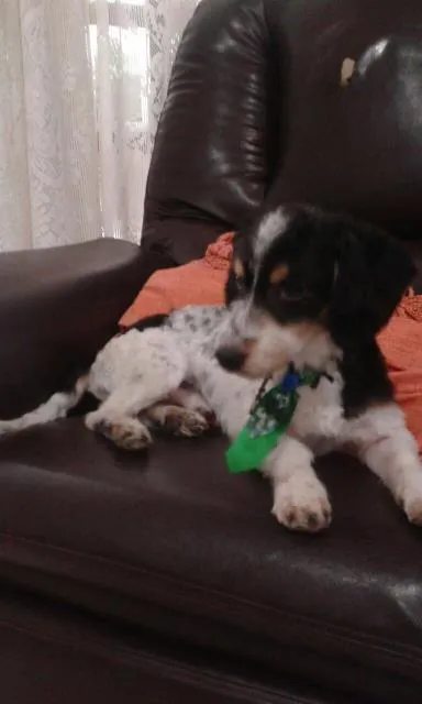 Cachorro ra a Srd idade  nome Lindo machinho