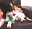 Lindo machinho