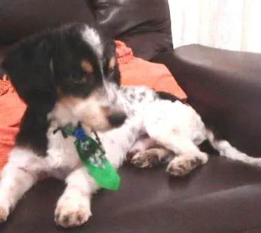 Cachorro ra a Srd idade  nome Lindo machinho
