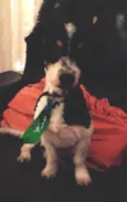 Lindo machinho