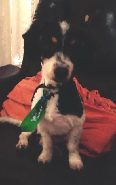 Cachorro ra a Srd idade  nome Lindo machinho