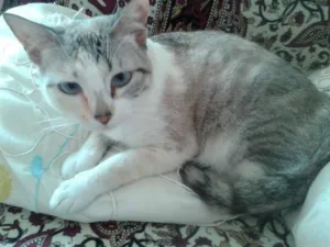 Gato raça SRD idade 1 ano nome HANNA