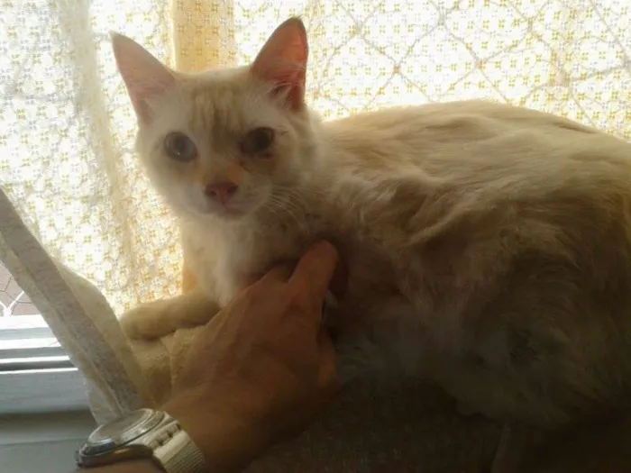 Gato ra a SRD idade 1 ano nome HANS